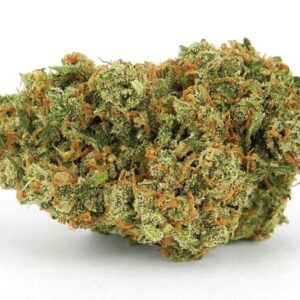 Jack Herer Marijuana Strain